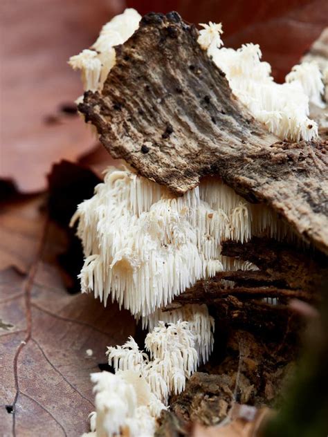 The Coral Tooth Hericium Coralloides Is An Edible Mushroom Stock Photo