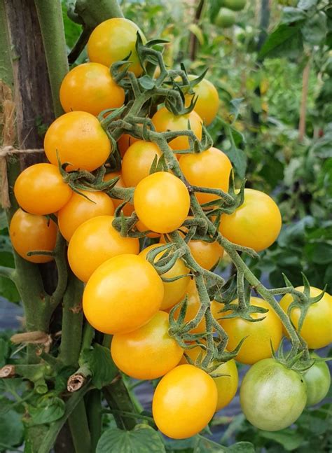 Honeydrop Cherry Tomato Seeds Organic Tims Tomatoes