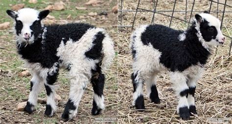 Find this pin and more on goats by rosie favela. Mini Sheep for sale! Shetlands, Shetliots, Harlequins and ...