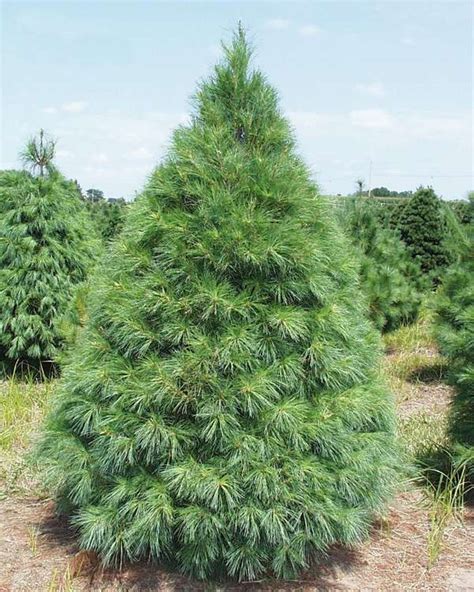 Real Christmas Trees How To Choose The Perfect Tree For The Holiday
