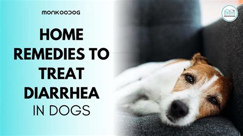 How To Treat Diarrhea In Dogs With Home Remedies - Monkoodog