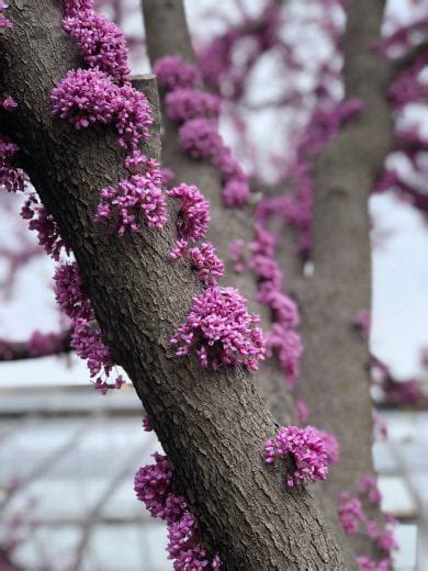 Why Is That Redbud Tree Blooming Along The Trunk K State Turf And