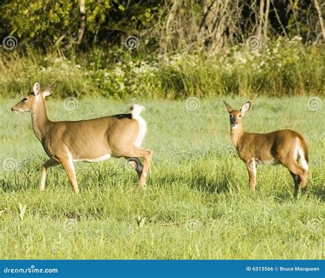 Whitetail Deer Doe And Fawn Stock Photo Image Of Whitetail Mammal