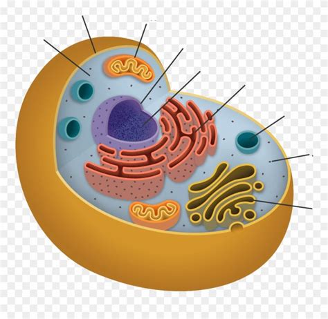 Animal Cell Picture Unlabeled Clip Art Cells Animal Unlabeled Color I
