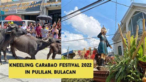 Kneeling Carabao Festival 2022 In Pulilan Bulacan Youtube