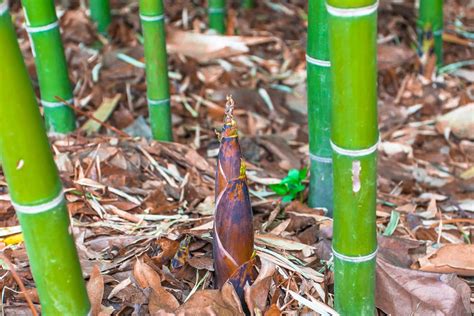 Fresh shoots of bamboo can be used for food, so if you want to add it into your diet, harvest young shoots within the first couple of months. The Commercial Scope of Growing Bamboo for Profit ...