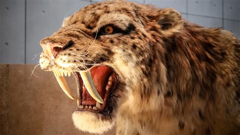What Might Happen If Saber Toothed Tigers Lived Today