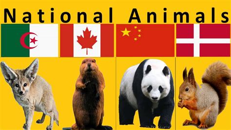 National Animal Of Each Country Youtube