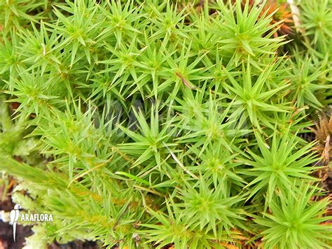 Araflora Exotic Flora And More Star Moss Polytrichum Formosum