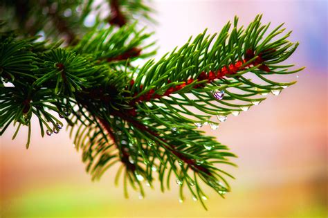 Close Up Photo Of Pine Branch Hd Wallpaper Wallpaper Flare