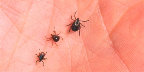 Lone Star Tick That Causes Alpha Gal Red Meat Allergy May Be Spreading