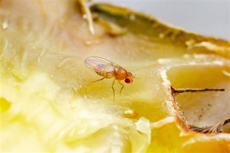 Cherry Fruit Fly Identification And Treatment Plantura