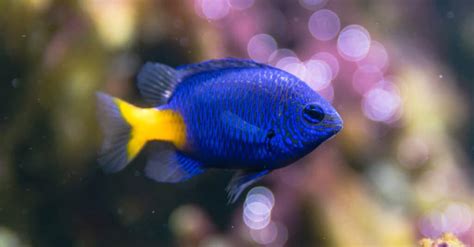 12 Blue Fish Different Blue Aquarium Fish