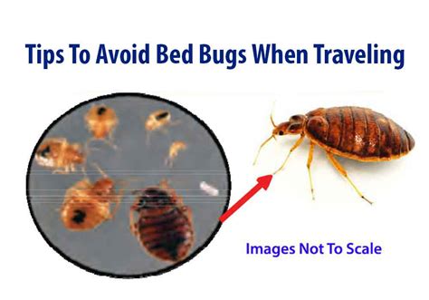 How To Avoid Bed Bugs When Traveling Hanaposy