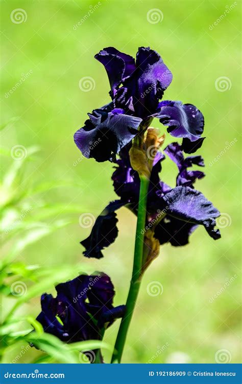 Close Up Of Many Large Dark Blue Iris Flowers In A Sunny Spring Garden