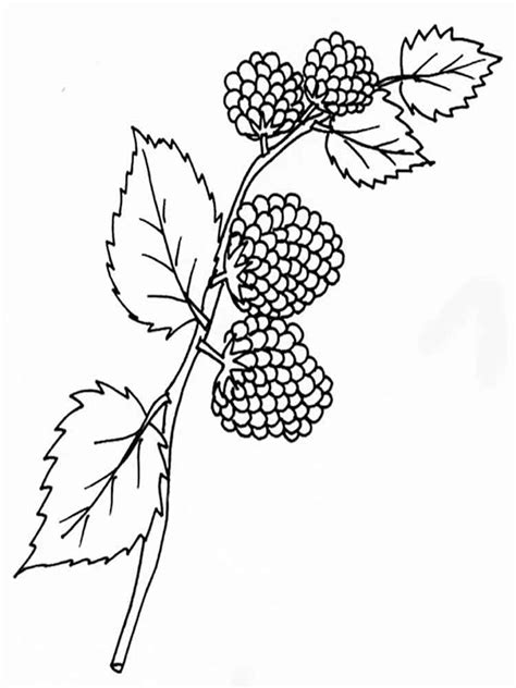 blackberry coloring pages   print blackberry coloring pages