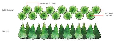 Grow Guide For Thuja ‘green Giant Arborvitae 2022