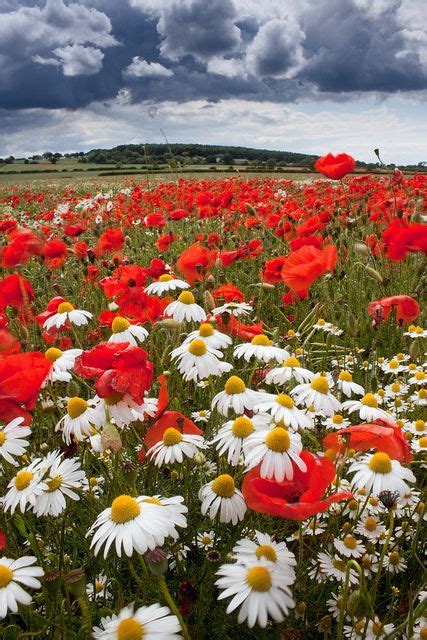 Poppies And Oxeye Daisies Nature Beautiful Nature Wild Flowers