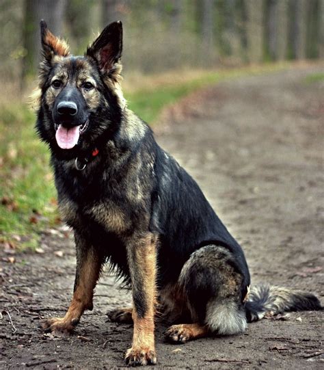 5 Different Types Of German Shepherd Breeds And Their Features Meers World