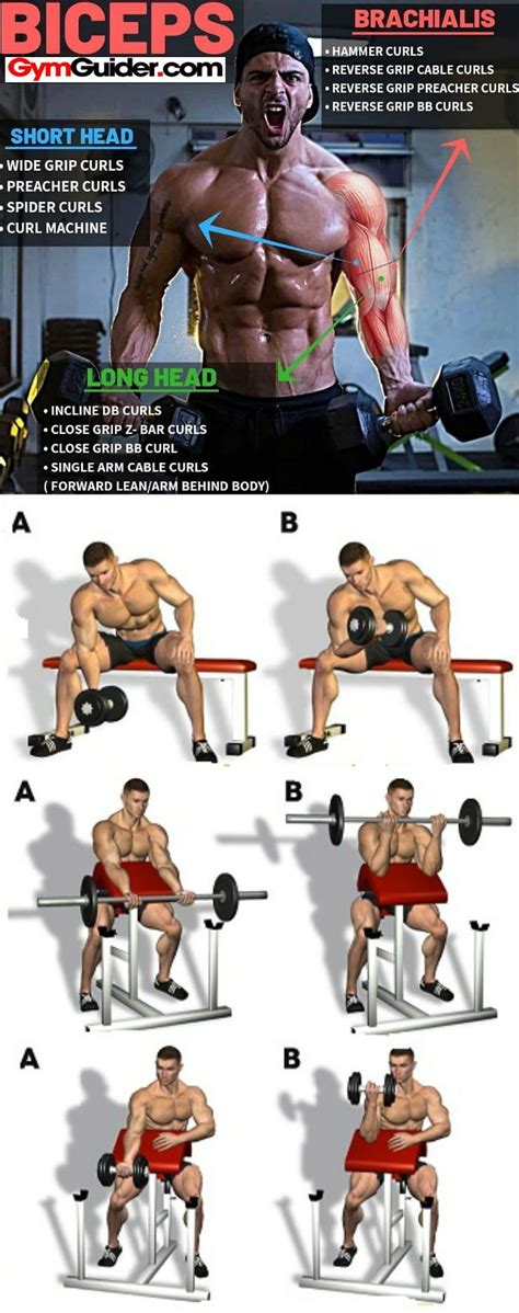 The Best Bulging Bigger Biceps Workout To Grow Your Arms Biceps