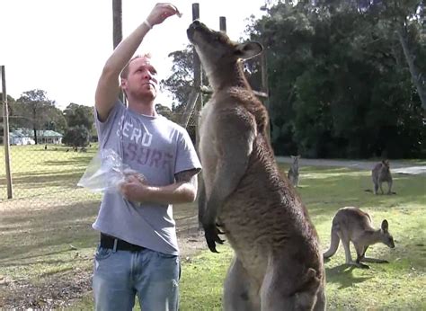 64 Year Old Woman Hospitalized After Being Attacked By Giant Kangaroo ~ Dnb Stories