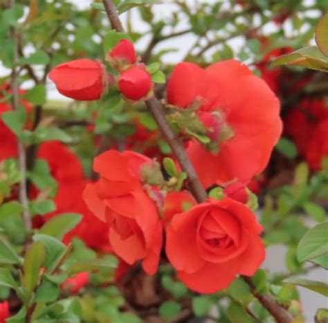 All your academic needs will be taken care of as early as you need them. Chaenomeles (Flowering Quince) - Double Take Orange ...