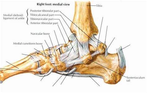 Medial View Ankle Joint Ankle Joint Anatomy Joint