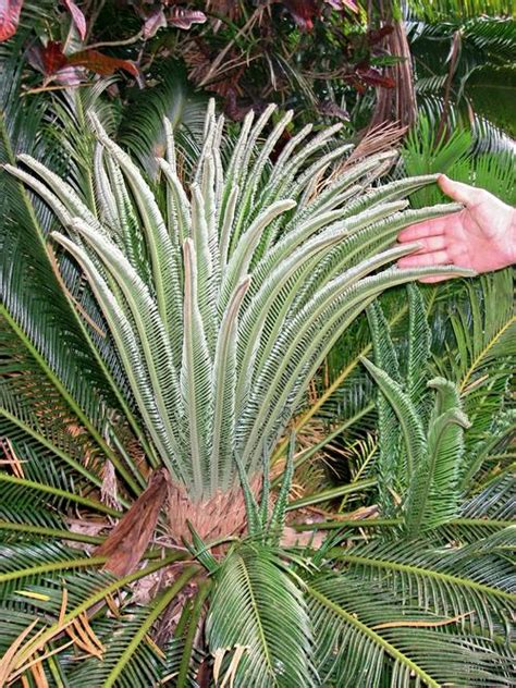 Picture the tail of a goldfish and you can understand how fishtail palm (caryota) got its common name. Unusual looking plants and flowers from Hawaii
