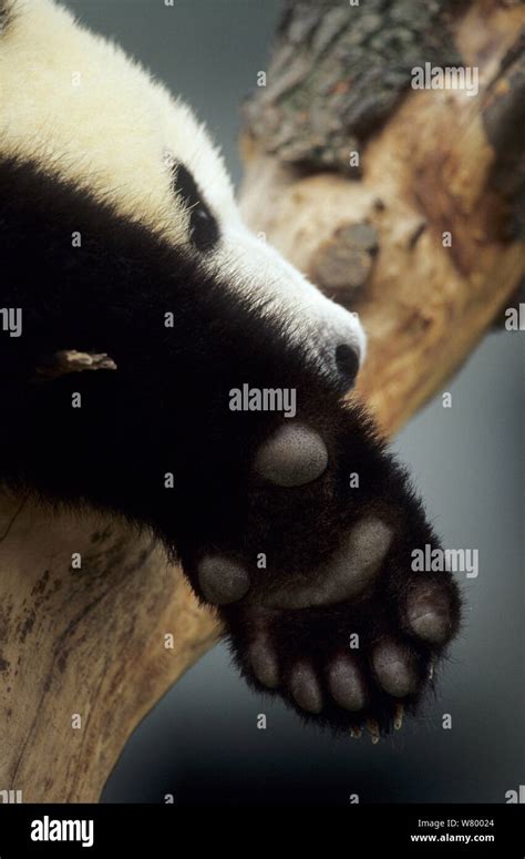 Giant Panda Ailuropoda Melanoleuca Close Up Of Paw Showing Sixth Toe