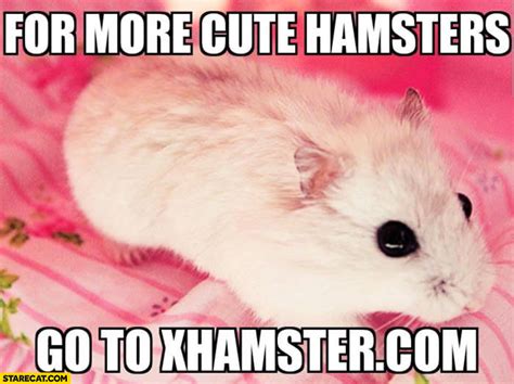Hamster Meme For More Cute Hamsters Go To