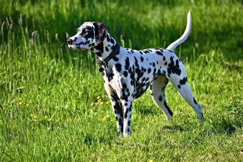 Are Dalmatians Born With Their Spots When Do They Get Them