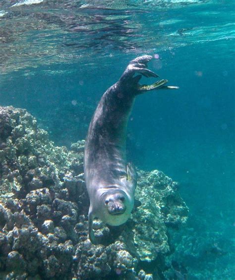 Hawaiian Monk Seal — A Critically Endangered Species