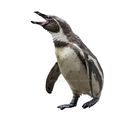 Penguin Bird Image Portable Network Graphics Transparency Penguin Png