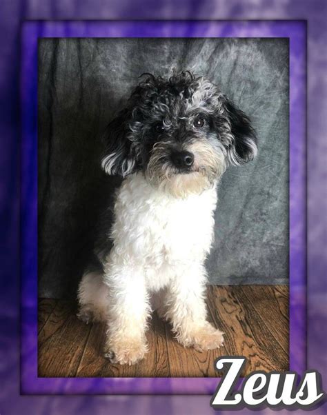 10 beautiful labradoodle pups for sale, they where born this morning they have had their first vet check and mom is doing a great job caring for them!. Puppies For Sale In Ohio Under 500