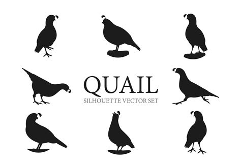 Quail Vector Art Icons And Graphics For Free Download
