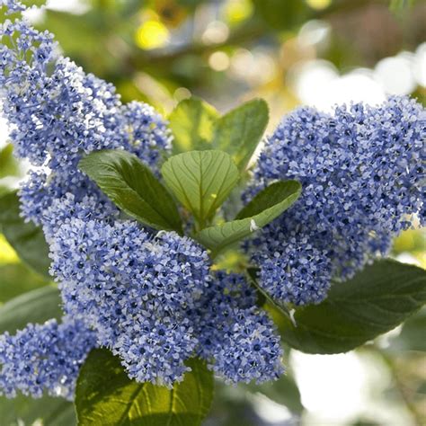 Ceanothus arboreus Trewithen Blue - Californian Lilac Tree