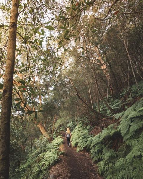 16 Of The Best Sydney Bush Walks That You Just Cant Miss — Walk My World