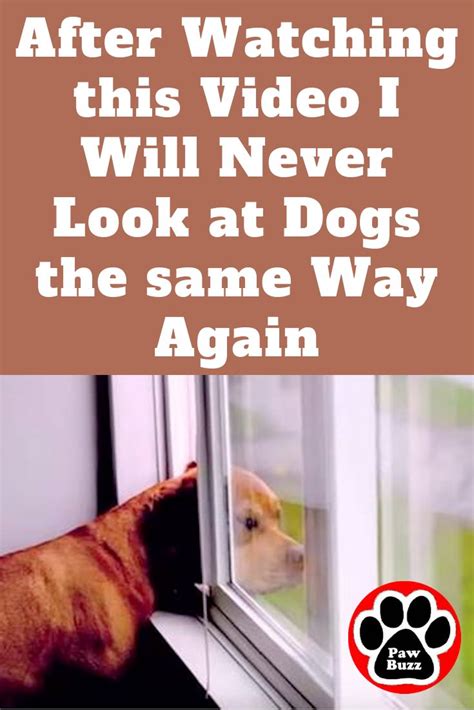 After Watching This Video I Will Never Look At Dogs The Same Way Again