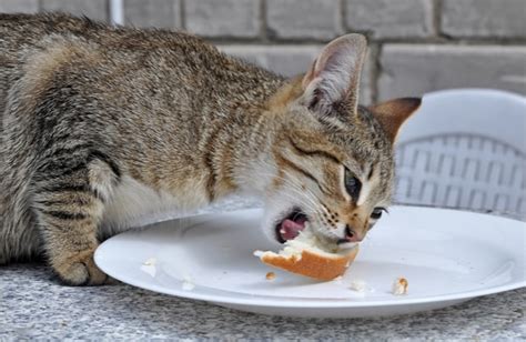 Can Cats Eat Bread — Pet Central By Chewy