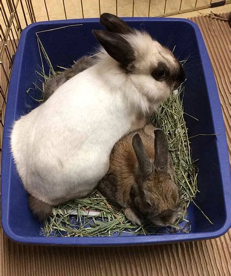 Bonding Rabbits Together Wabbitwiki