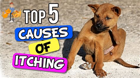 Why Is My Dog So Itchy The Big 5 Causes — Our Pets Health