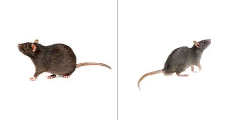 Norway Rats Vs Roof Rats Purcor Pest Solutions