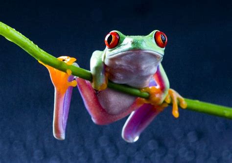 How To Draw A Cute Red Eyed Tree Frog Schroeder Upothe