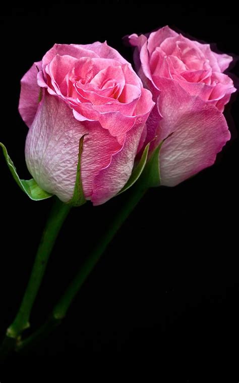 Pink Rose Iphone Wallpapers Wallpaper Cave