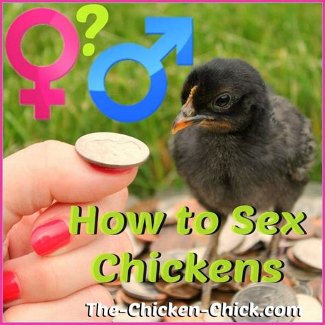 How To Tell A Rooster From A Hen Male Vs Female Differences
