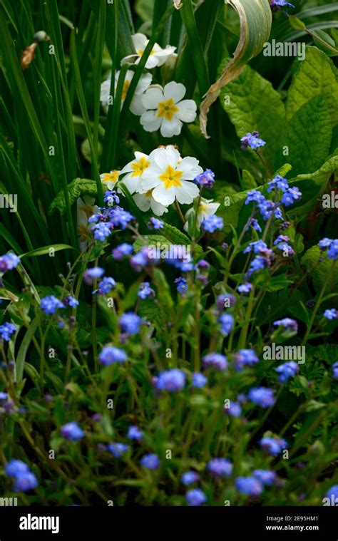 Myosotis Sylvatica Primula Vulgaris Forget Me Nots Forget Me Not