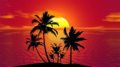 Hd Wallpaper Silhouette Palm Tree Dusk Palms Evening Sky