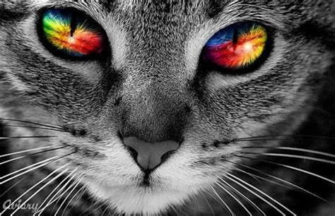 The amber eyes of this vampire hero are the it color for guys as well as girls. Rainbow Eyes | Rainbow cat, Cat eye colors, Pretty cats