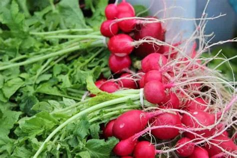 We did not find results for: Radish Greens from the Garden: Transform them into Pesto!