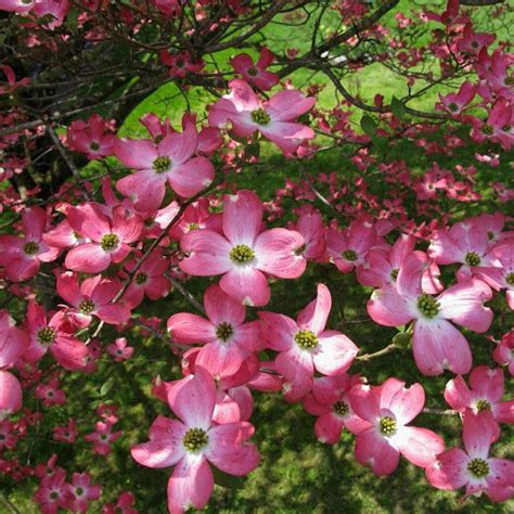 Red Flowering Dogwood New Blooms Nursery